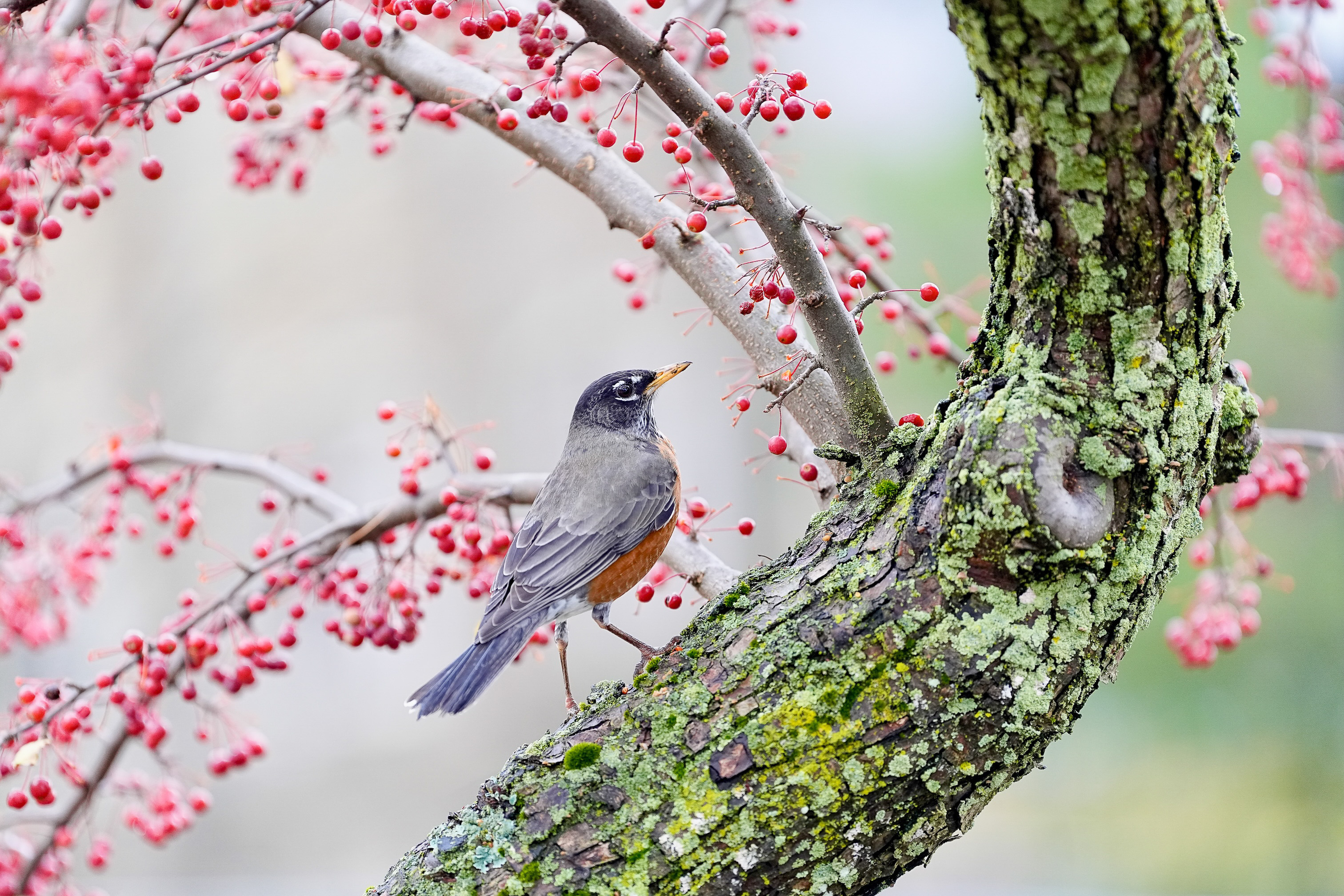 Cornell Campus Wildlife